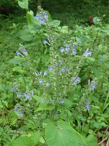 Scutellaria ovata (Heart-leaved Skullcap)
