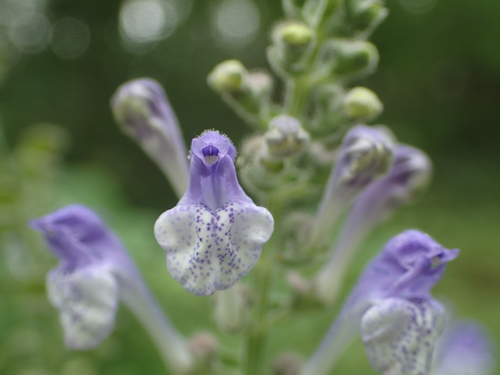 Scutellaria ovata (Heart-leaved Skullcap) (alternate view 2)