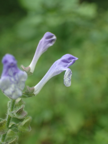 Scutellaria ovata (Heart-leaved Skullcap) (alternate view 3)