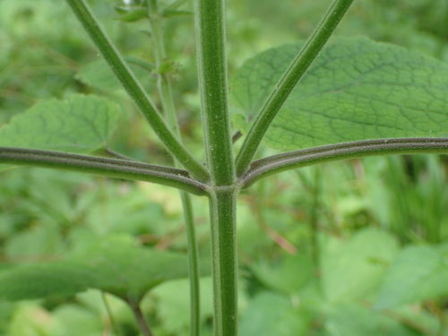 Scutellaria ovata (Heart-leaved Skullcap) (alternate view 4)