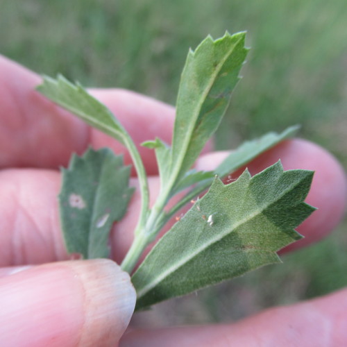 Phyla nodiflora (turkey tangle frogfruit)