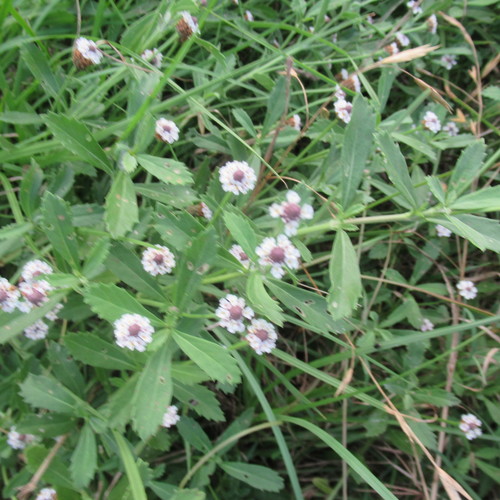 Phyla nodiflora (turkey tangle frogfruit)