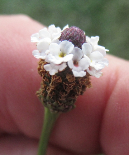 Phyla nodiflora (turkey tangle frogfruit)