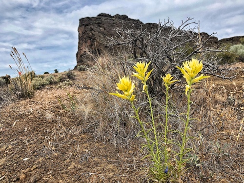 Castilleja linariifolia (Wyoming Paintbrush) (alternate view 3)
