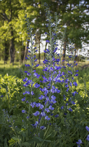 Baptisia australis (Blue Wild Indigo)