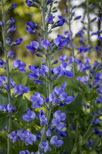 Baptisia australis (Blue Wild Indigo) (alternate view 2)