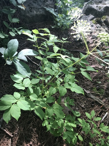 Aralia (spikenards) (alternate view 6)