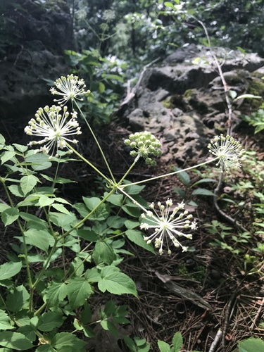 Aralia (spikenards) (alternate view 5)