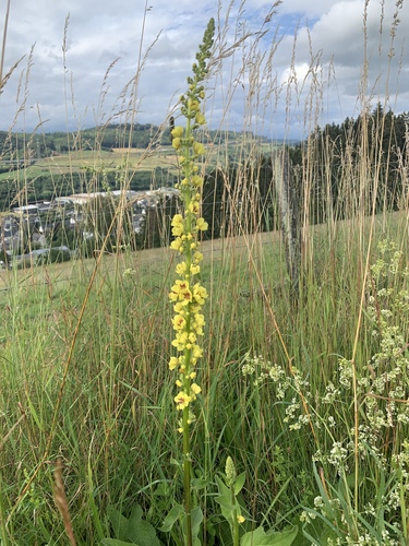 Verbascum nigrum (Dark Mullein)