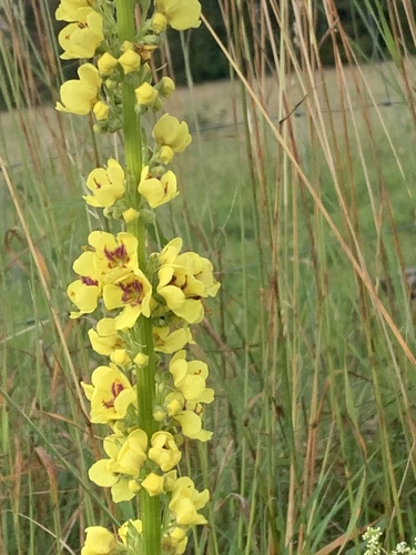 Verbascum nigrum (Dark Mullein)