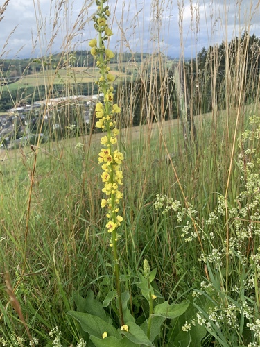 Verbascum nigrum (Dark Mullein)