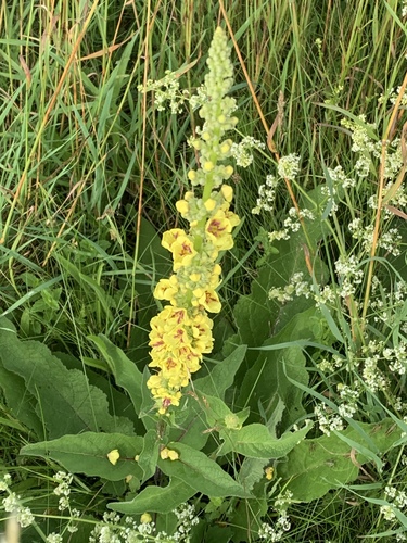 Verbascum nigrum (Dark Mullein)