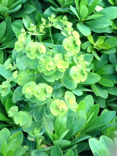 Euphorbia amygdaloides (wood spurge)