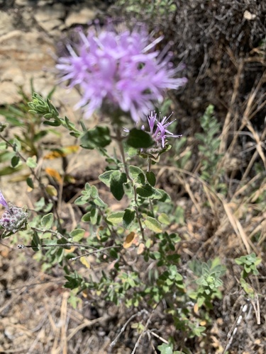 Monardella villosa (Coyote Mint) (alternate view 4)