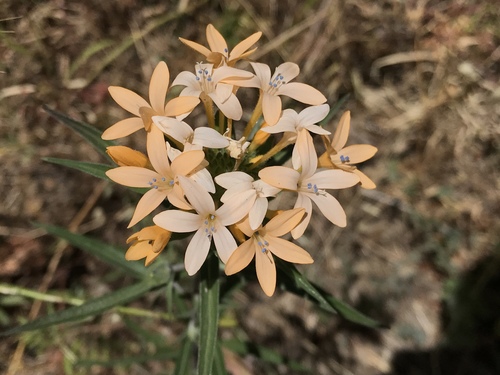 Collomia grandiflora (grand collomia)