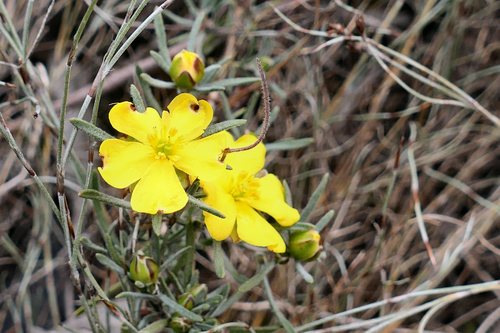 Hibbertia virgata (Twiggy Guinea-flower)