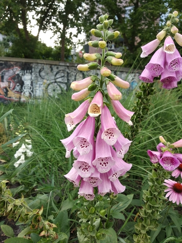 Digitalis purpurea (common foxglove) (alternate view 8)