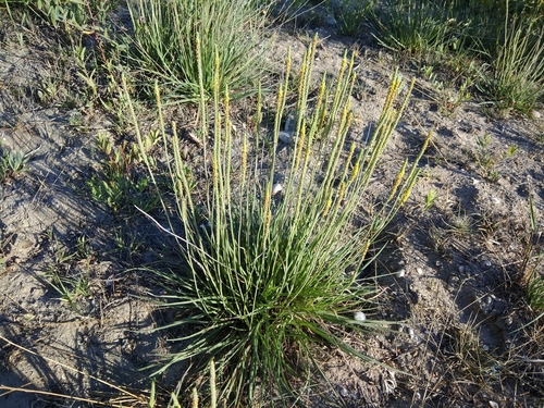 Plantago maritima (Sea Plantain)