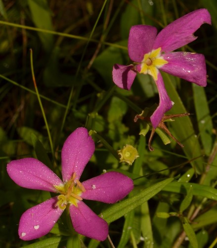Sabatia (rose gentians) (alternate view 9)