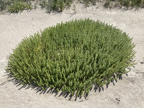 Honckenya peploides (Sea Sandwort)
