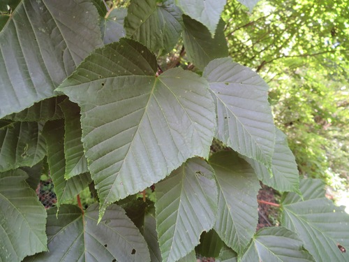 Acer capillipes (Snakebark Maple)