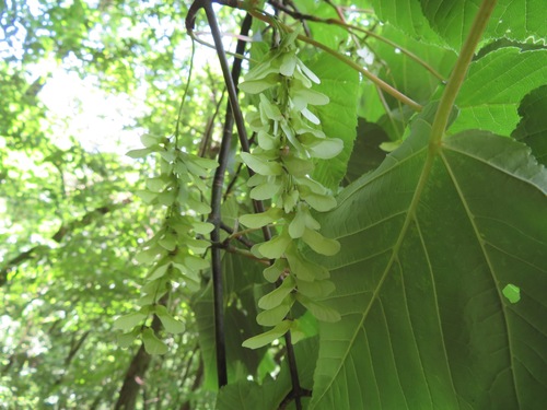 Acer capillipes (Snakebark Maple) (alternate view 2)