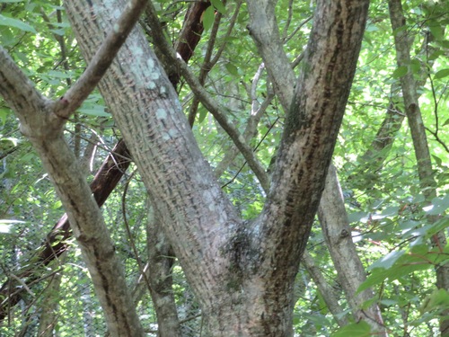 Acer capillipes (Snakebark Maple) (alternate view 4)