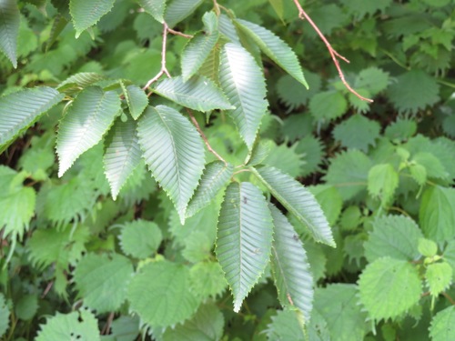 Carpinus japonica (Japanese Hornbeam)