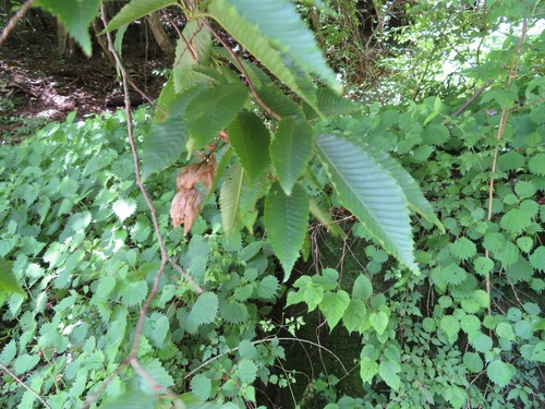 Carpinus japonica (Japanese Hornbeam)