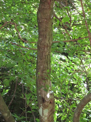 Carpinus japonica (Japanese Hornbeam)