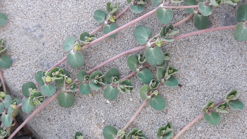 Euphorbia serpens (creeping spurge) (alternate view 4)