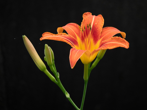 Hemerocallis (daylilies) (alternate view 4)