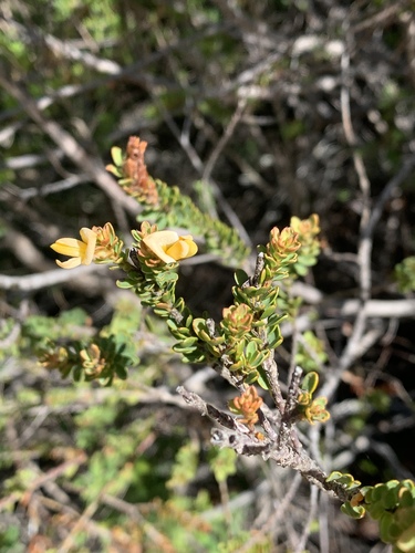 Pultenaea tuberculata (Wreath Bush-pea)