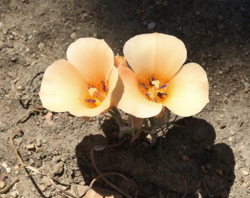 Calochortus (mariposa lilies) (alternate view 2)