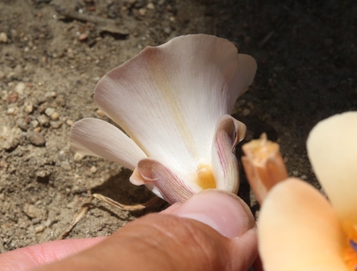 Calochortus (mariposa lilies) (alternate view 3)