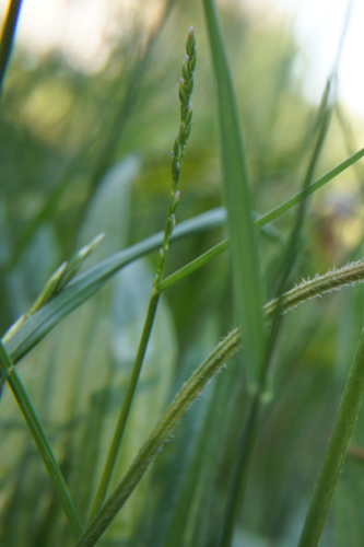 Lolium perenne (Perennial Ryegrass) (alternate view 4)