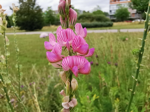 Onobrychis viciifolia (Sainfoin)