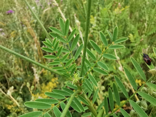 Onobrychis viciifolia (Sainfoin)