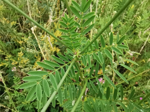 Onobrychis viciifolia (Sainfoin)