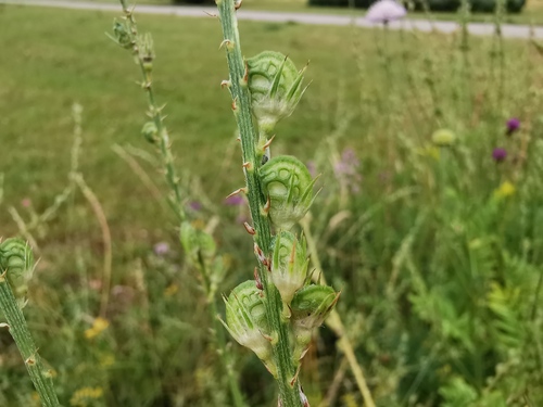 Onobrychis viciifolia (Sainfoin)