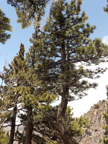 Sciadopitys verticillata (Japanese umbrella pine) (alternate view 2)