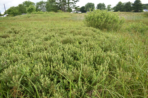 Myrica gale (Sweetgale) (alternate view 5)