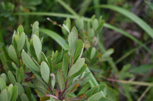 Myrica gale (Sweetgale) (alternate view 7)