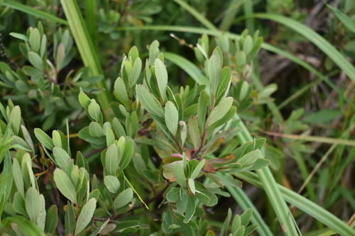 Myrica gale (Sweetgale) (alternate view 6)
