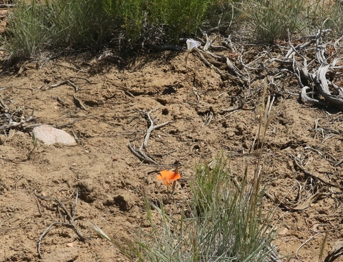 Calochortus (mariposa lilies) (alternate view 4)