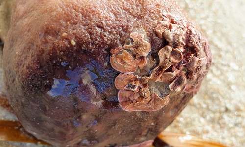 Lithothamnion (Crustose coralline algae) (alternate view 6)