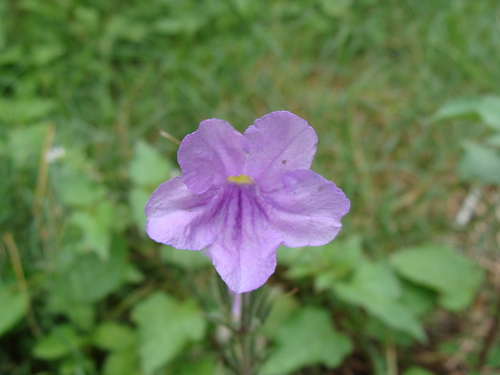 Ruellia nudiflora (violet ruellia) (alternate view 4)