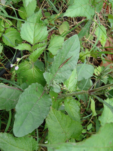 Ruellia nudiflora (violet ruellia) (alternate view 5)