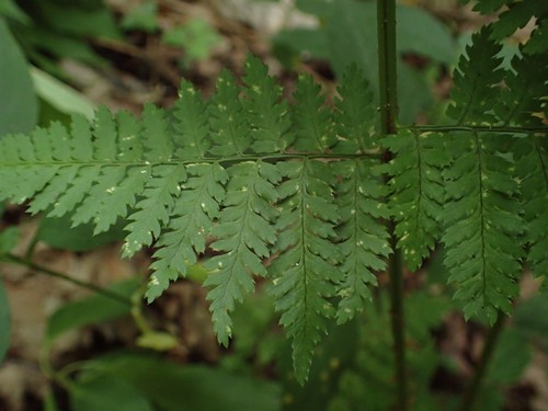 Dryopteris intermedia (intermediate wood fern)