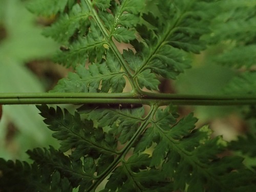Dryopteris intermedia (intermediate wood fern)